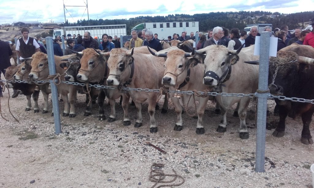 Notre Ferme GAEC Benoit Vache Aubrac Ardèche France Poules